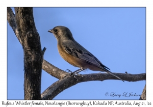 Rufous Whistler female