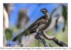 Silver-crowned Friarbird