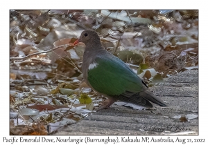 Pacific Emerald Dove