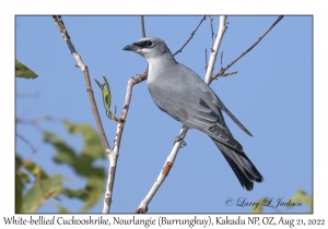 White-bellied Cuckooshrike