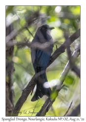 Spangled Drongo