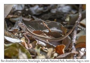 Bar-shouldered Ctenotus