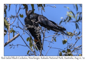 Red-tailed Black Cockatoos