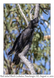 Red-tailed Black Cockatoo