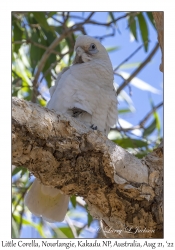 Little Corella