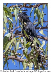 Red-tailed Black Cockatoo