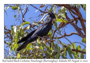 Red-tailed Black Cockatoo