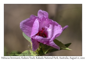 Hibiscus