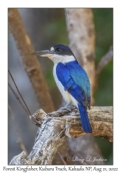 Forest Kingfisher