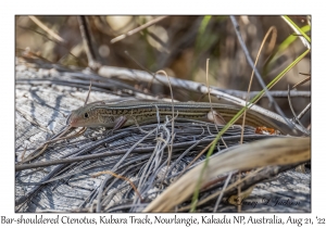 Bar-shouldered Ctenotus