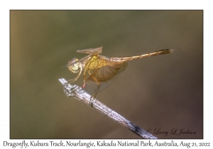 Unknown Dragonfly