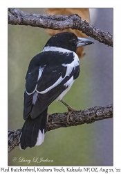 Pied Butcherbird