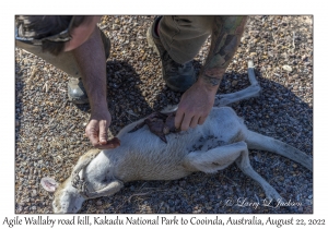 Agile Wallaby Road Kill
