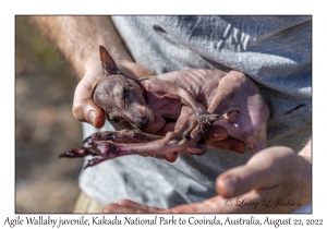 Agile Wallaby juvenile