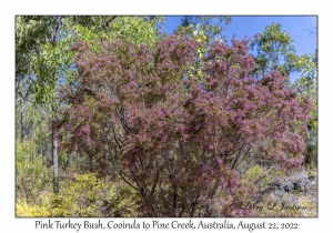 Pink Turkey Bush