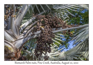 Bismarck Palm nuts