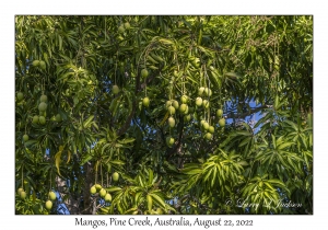 Mangos