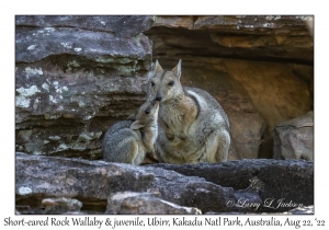 Short-eared Rock Wallabies