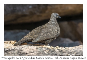 White-quilled Rock Pigeon