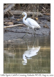 Little Egret