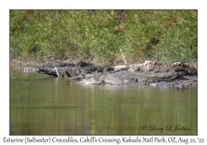 Esturine (Saltwater) Crocodiles