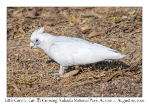 Little Corella