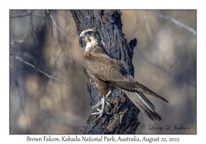 Brown Falcon