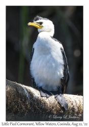 Little Pied Cormorant