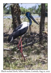 Black-necked Stork female