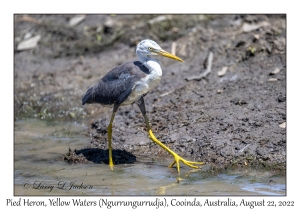 Pied Heron