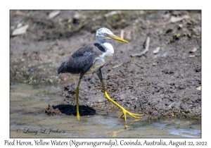 Pied Heron