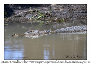 Esturine (Saltwater) Crocodile