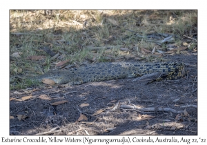 Esturine (Saltwater) Crocodile