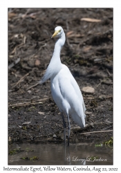 Intermediate Egret