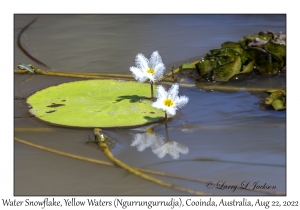 Water Snowflake