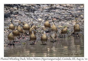 Plumed Whistling Ducks