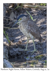 Nankeen Night Heron