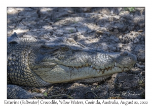 Esturine (Saltwater) Crocodile