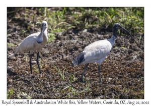 Royal Spoonbill & Australasian White Ibis