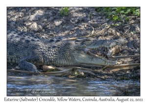 Esturine (Saltwater) Crocodile