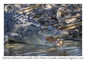 Esturine (Saltwater) Crocodile