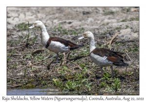 Raja Shelducks