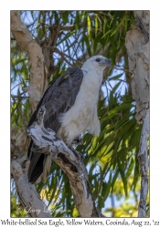 White-bellied Sea Eagle