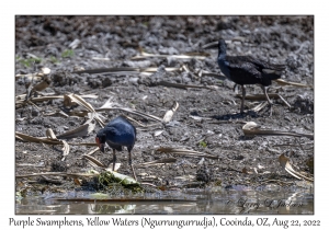 Purple Swamphens