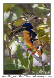 Azure Kingfisher