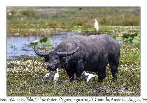 Feral Water Buffalo