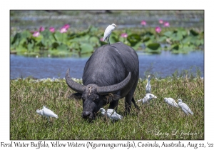 Feral Water Buffalo