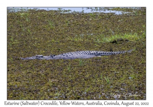 Esturine (Saltwater) Crocodile