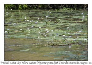 Tropical Water Lilies