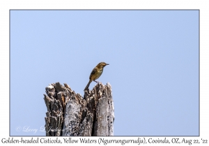 Golden-headed Cisticola